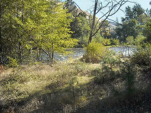 riparian field, Klickitat (River) Trail near Pitt, Klickitat County, Washington
