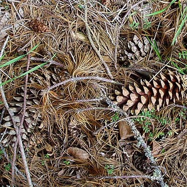 white pine cones Pinus monticola, Jean Knapp property, Whidbey Island, Washington