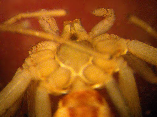 male crab spider Philodromus dispar with unformed regenerated palps, Jean Knapp property, Whidbey Island, Washington