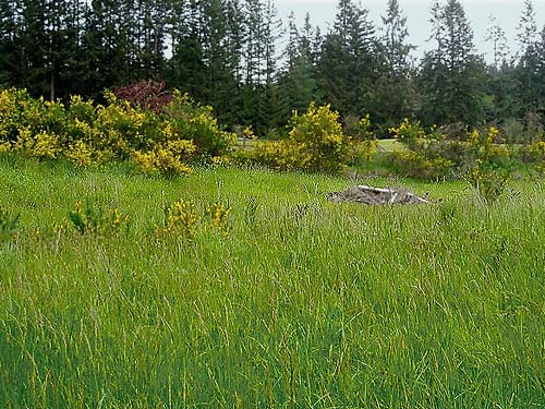 grassy field, Jean Knapp property, Whidbey Island, Washington