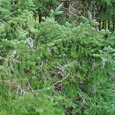 Douglas-fir foliage Pseudotsuga menziesii, Jean Knapp property, Whidbey Island, Washington