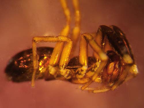 corinnid ant-mimic spider Phrurotimpus borealis from pine cones, Jean Knapp property, Whidbey Island, Washington