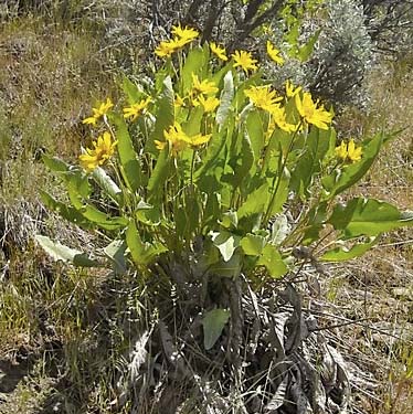 Balsamorhiza plant, mouth of Lady Bug Canyon, Yakima County, Washington