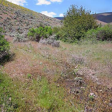 riparian meadow, mouth of Lady Bug Canyon, Yakima County, Washington
