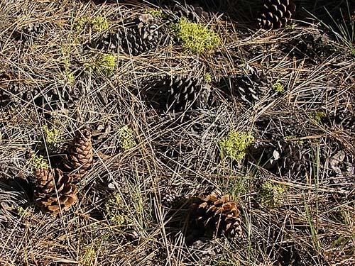 ponderosa pine cones, Moloy Road at N Fork Wenas Creek, Yakima County, Washington