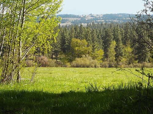 riparian pasture meadow, Moloy Road at N Fork Wenas Creek, Yakima County, Washington