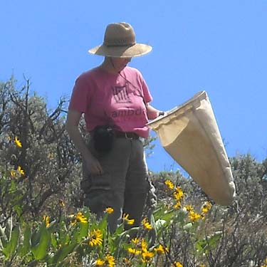 Laurel Ramseyer sweeping at mouth of Lady Bug Canyon, Yakima County, Washington