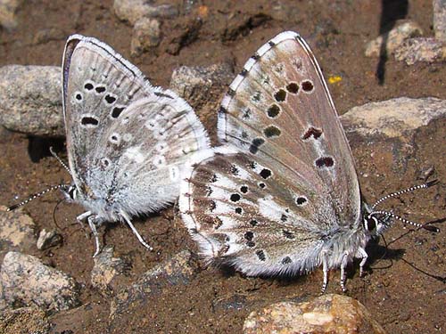 mud-puddling butterflies, Plebejus icarioides & Glaucopsyche piasus, mouth of Lady Bug Canyon, Yakima County, Washington