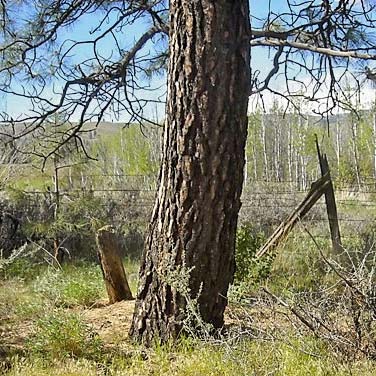 ponderosa pine trunk, Moloy Road at N Fork Wenas Creek, Yakima County, Washington