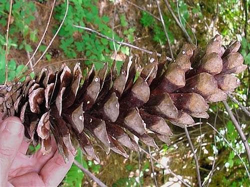 cone of white pine Pinus monticola, S of Little Salmon La Sac Creek, Kittitas County, Washington