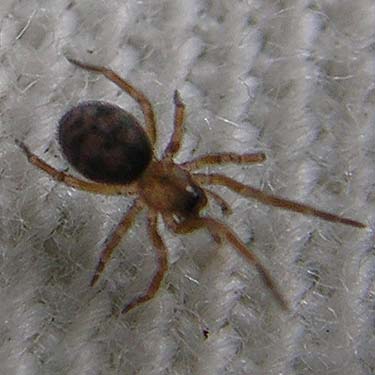 juvenile spider Cryphoeca exlineae from pine cone, S of Little Salmon La Sac Creek, Kittitas County, Washington