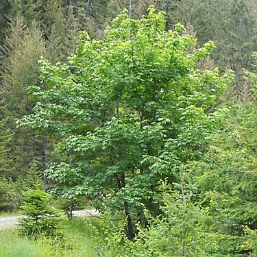 bigleaf maple tree Acer macrophyllum, S of Little Salmon La Sac Creek, Kittitas County, Washington