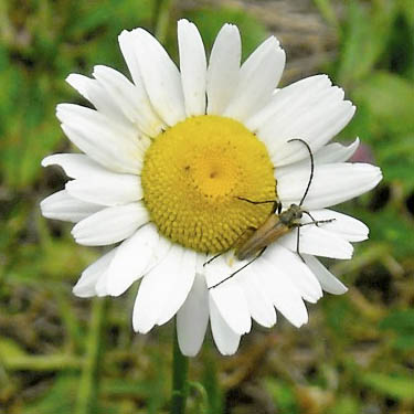 daisy with cerambycid beetle, Wish-Poosh Campground, Kittitas County, Washington