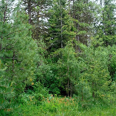 forest edge at Wish-Poosh Campground, Kittitas County, Washington