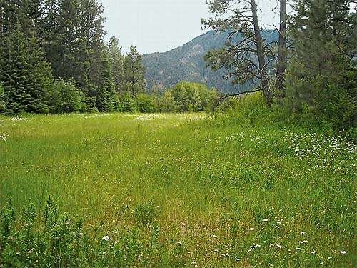 meadow at Wish-Poosh Campground, Kittitas County, Washington