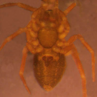 spider Tachygyna ursina from pine cone, S of Little Salmon La Sac Creek, Kittitas County, Washington