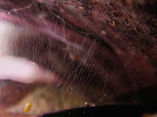 web of unknown spider in pine cone, S of Little Salmon La Sac Creek, Kittitas County, Washington