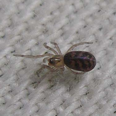 spider Zanomys aquilonia from pine cone, S of Little Salmon La Sac Creek, Kittitas County, Washington