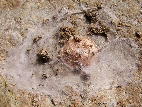retreat & egg sac of spider Zelotes fratris under stone, S of Little Salmon La Sac Creek, Kittitas County, Washington