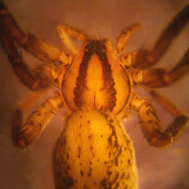 spider Zora hespera from maple litter, S of Little Salmon La Sac Creek, Kittitas County, Washington