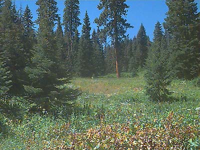 meadow, Liars Prairie, Washington