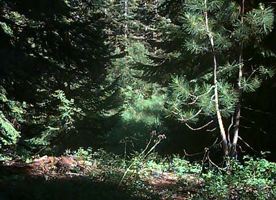 Forest glade, Liars Prairie, Washington
