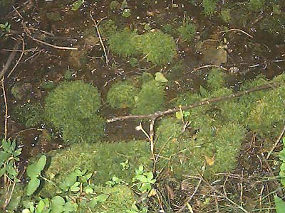 mossy stones in stream, Jungle Creek, Liars Prairie, Washington