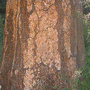 ponderosa pine Pinus ponderosa, trunk, Liars Prairie, Washington