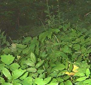 Riparian understory foliage, Liars Prairie, Washington