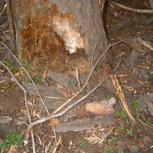 decayed stump, Liars Prairie, Washington