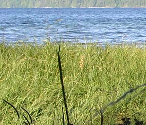sedge Carex lyngbyei salt marsh, mouth of Little Lilliwaup Creek, Washington