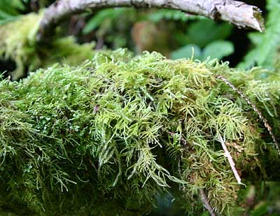 Moss on tree limb, Lilliwaup, Washington