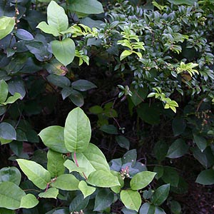 salal Gaultheria shallon & manzanita Arctostaphylos columbiana