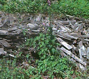 pile of roof shakes seen as spider habitat, Lilliwaup, Washington