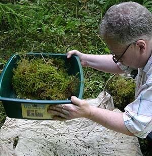 Sifting moss to collect spiders, Lilliwaup, Washington