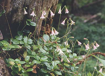 Linnaea borealis, Liars Prairie, Washington