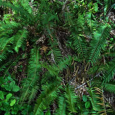 sword fern Polystichum munitum in understory, marsh near Little Nisqually River mouth, Thurston County, Washington