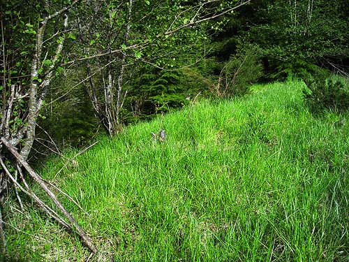 edge of grassy field above marsh near Little Nisqually River mouth, Thurston County, Washington