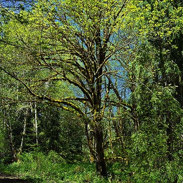 mossy bigleaf maple Acer macrophyllum newly leafed, on former Little Nisqually Road, Lewis County, Washington