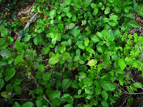 Salal Gaultheria shallon in understory, marsh near Little Nisqually River mouth, Thurston County, Washington