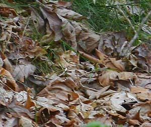 maple leaf litter, south fork Portage Creek, Snohomish County, Washington