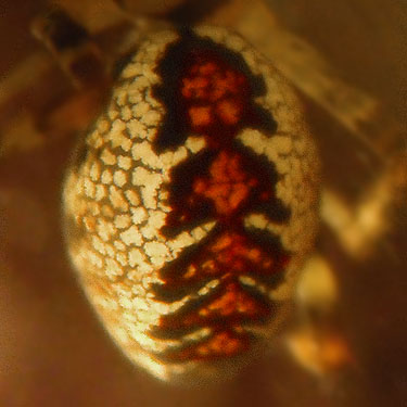 abdomen of undescribed Pityohyphantes sp., linyphiid spider, Lonesome Lake, Pierce County, Washington