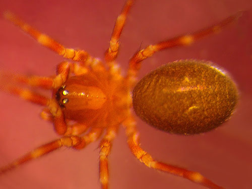 microspider Tapinocyba dietrichi Linyphiidae, Lonesome Lake, Pierce County, Washington
