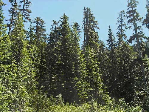 lakeside subalpine forest, Lonesome Lake, Pierce County, Washington