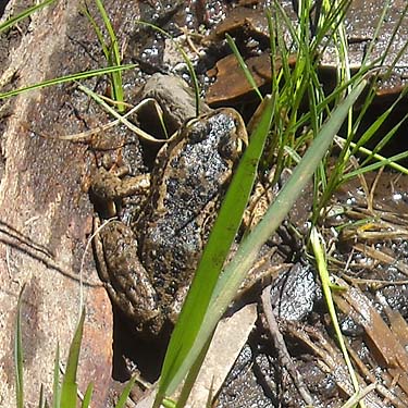 cascade frog Rana cascadae, Lonesome Lake, Pierce County, Washington