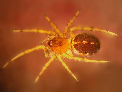 theridiid spider Steatoda hespera,  Lonesome Lake, Pierce County, Washington