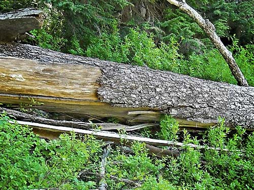 log with loose bark, Lonesome Lake, Pierce County, Washington