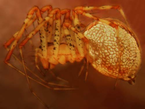 sheetweb weaver spider Pityohyphantes minidoka, crest of Huckleberry Ridge, Pierce County, Washington