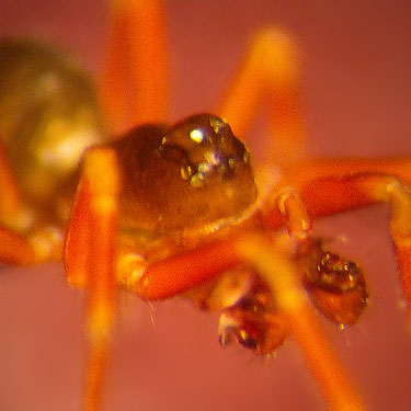 microspider Mythoplastoides erectus Linyphiidae, Lonesome Lake, Pierce County, Washington