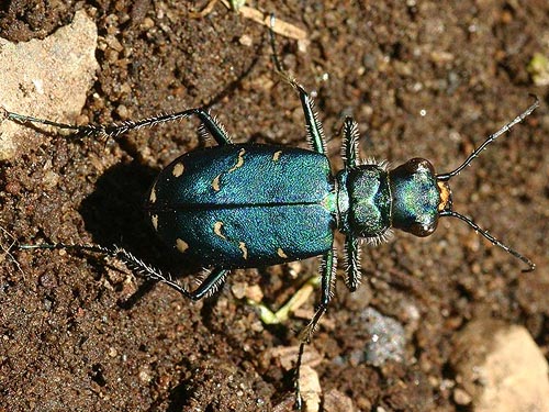 tiger beetle Cicindela oregona, Lonesome Lake, Pierce County, Washington